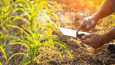 IoT agriculture